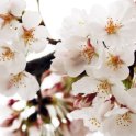 Cherry Blossom Closeup 4